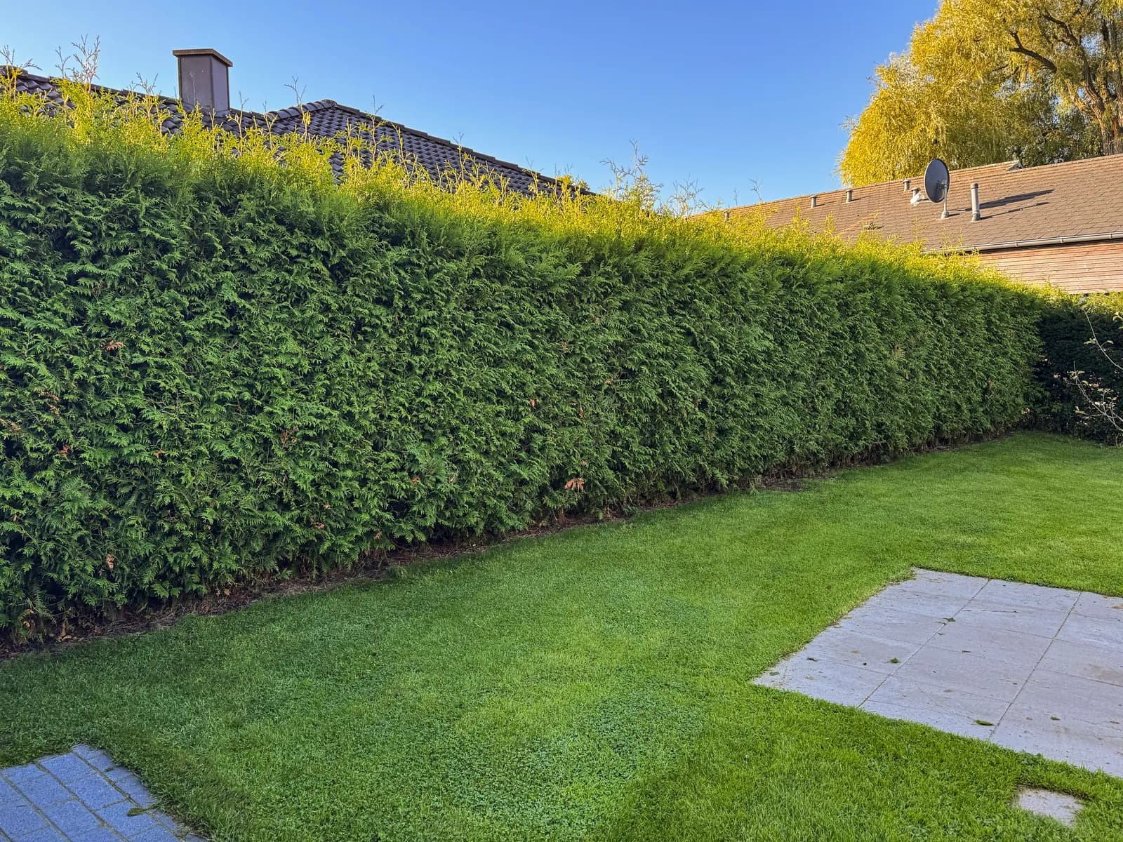 Hecke aus Thuja und Eibe in Fleckeby vor dem Schnitt: bis 3,10 m hoch und ungleichmäßig gewachsen