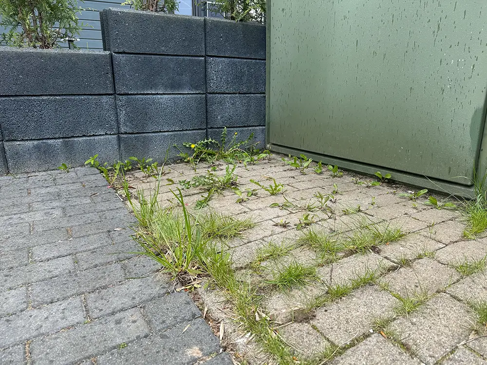 Bewuchs in den Pflasterfugen vor einer thermischen Heißwasserbehandlung